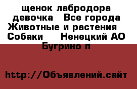 щенок лабродора девочка - Все города Животные и растения » Собаки   . Ненецкий АО,Бугрино п.